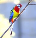 Rosella Royalty Free Stock Photo